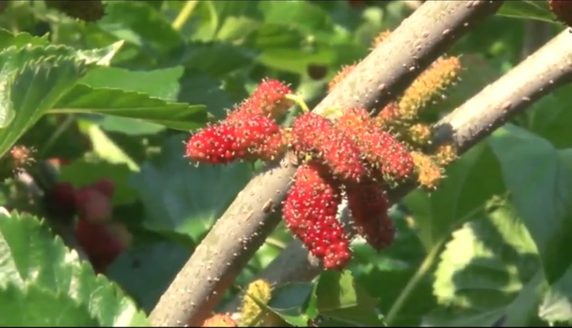 老農告訴你桑椹復合肥如何施用才能高產高收??！