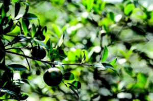 茶農(nóng)告訴你油茶如何施復(fù)合肥！油茶復(fù)合肥施肥技術(shù)在這里！